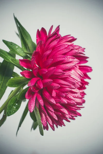 Mooie Delicate Rode Chrysanten Met Dauwdruppels Heel Dichtbij — Stockfoto