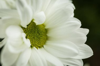 Yazın açan güzel beyaz kasımpatılar.