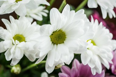 Yazın açan güzel beyaz kasımpatılar.