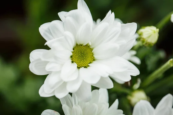 Beaux Chrysanthèmes Blancs Qui Ont Fleuri Été Gros Plan — Photo