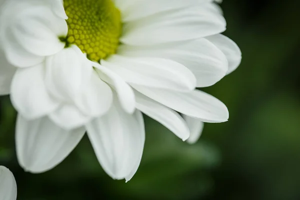 Schöne Weiße Chrysanthemen Die Sommer Großaufnahme Blühten — Stockfoto