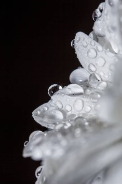 Güzel beyaz kasımpatılar yağmurdan sonra yapraklara düşen çiğ damlalarıyla yakın planda çiçek açtılar..