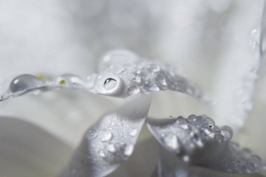 Güzel beyaz kasımpatılar yağmurdan sonra yapraklara düşen çiğ damlalarıyla yakın planda çiçek açtılar..