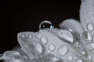 Güzel beyaz kasımpatılar yağmurdan sonra yapraklara düşen çiğ damlalarıyla yakın planda çiçek açtılar..