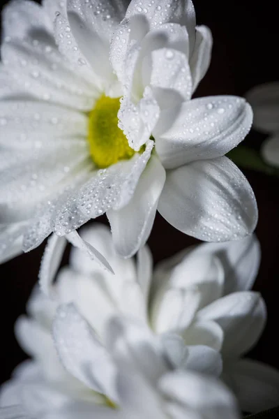 Schöne Weiße Chrysanthemen Die Aus Nächster Nähe Blühten Mit Tautropfen — Stockfoto