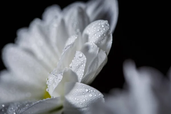 Beautiful White Chrysanthemums Bloomed Closeup Dew Drops Petals Rain — Stock Photo, Image
