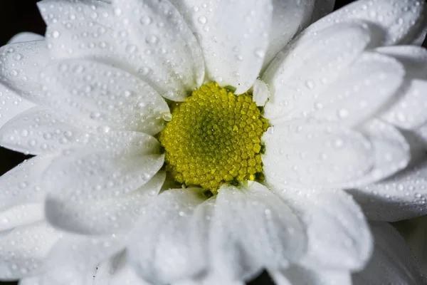 Schöne Weiße Chrysanthemen Die Aus Nächster Nähe Blühten Mit Tautropfen — Stockfoto