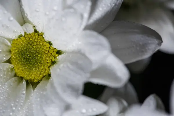 Schöne Weiße Chrysanthemen Die Aus Nächster Nähe Blühten Mit Tautropfen — Stockfoto
