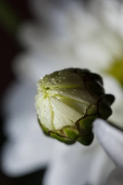 Beautiful White Chrysanthemums Bloomed Closeup Dew Drops Petals Rain — Stock Photo, Image