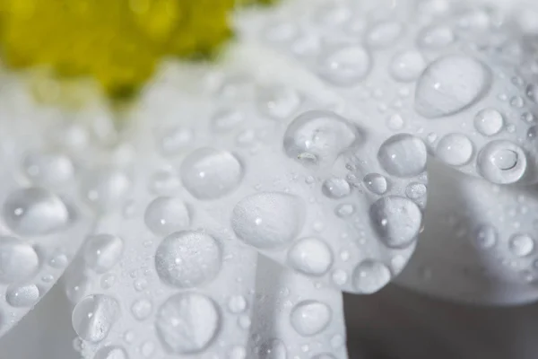 Crisântemos Brancos Bonitos Que Floresceram Close Com Gotas Orvalho Nas — Fotografia de Stock