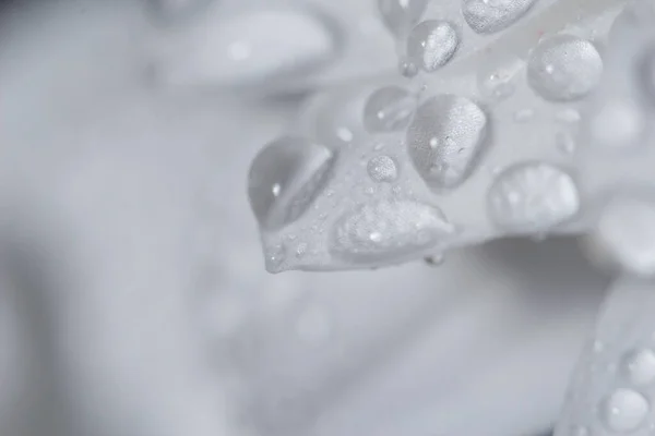 Hermosos Crisantemos Blancos Que Florecieron Cerca Con Gotas Rocío Los — Foto de Stock