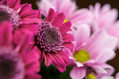 Güzel farklı renkler, bir bukette beyaz, kırmızı ve pembe hediye veya dekorasyon için çok yakındır.