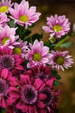 Güzel farklı renkler, bir bukette beyaz, kırmızı ve pembe hediye veya dekorasyon için çok yakındır.