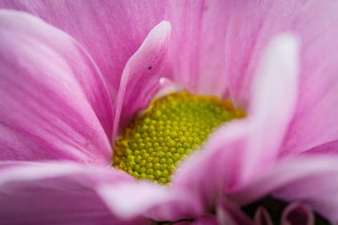 Güzel pembe kasımpatılar yazın güzel havalarda yakın planda çiçek açarlar.