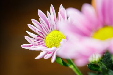 Güzel pembe kasımpatılar yazın güzel havalarda yakın planda çiçek açarlar.