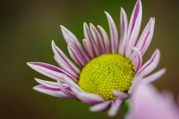 Hermosos Crisantemos Rosados Florecieron Primer Plano Buen Tiempo Verano — Foto de Stock