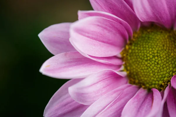 Hermosos Crisantemos Rosados Florecieron Primer Plano Buen Tiempo Verano — Foto de Stock