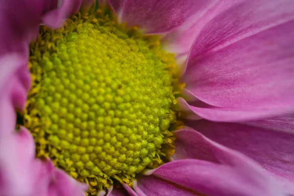 Hermosos Crisantemos Rosados Florecieron Primer Plano Buen Tiempo Verano — Foto de Stock