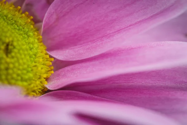 Schöne Rosa Chrysanthemen Blühten Sommer Nahaufnahme Bei Schönem Wetter — Stockfoto