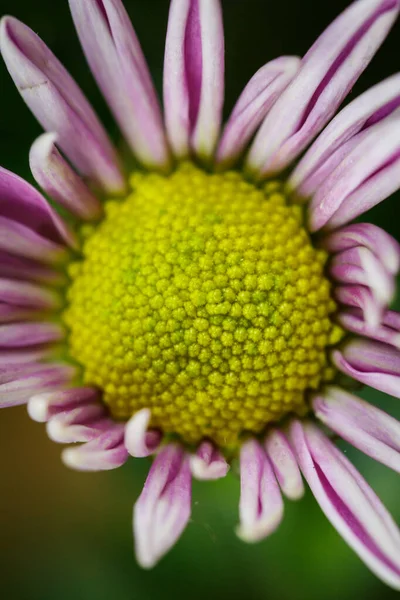 Hermosos Crisantemos Rosados Florecieron Primer Plano Buen Tiempo Verano — Foto de Stock