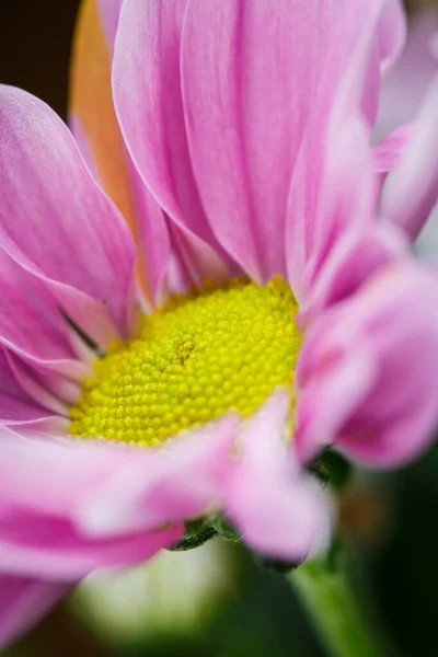 Hermosos Crisantemos Rosados Florecieron Primer Plano Buen Tiempo Verano — Foto de Stock