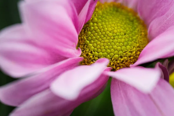 Schöne Rosa Chrysanthemen Blühten Sommer Nahaufnahme Bei Schönem Wetter — Stockfoto
