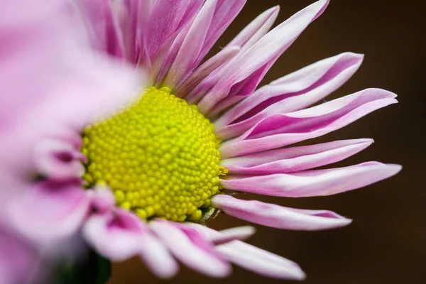 Hermosos Crisantemos Rosados Florecieron Primer Plano Buen Tiempo Verano — Foto de Stock