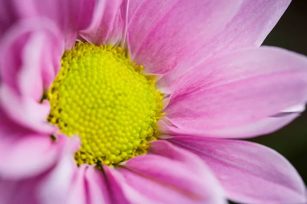 Hermosos Crisantemos Rosados Florecieron Primer Plano Buen Tiempo Verano — Foto de Stock