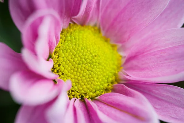 Vackra Rosa Krysantemum Blommade Närbild Bra Väder Sommaren — Stockfoto