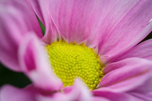 Schöne Rosa Chrysanthemen Blühten Sommer Nahaufnahme Bei Schönem Wetter — Stockfoto