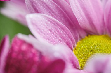 Güzel pembe kasımpatılar yağmur yağdıktan sonra çiğ damlalarıyla