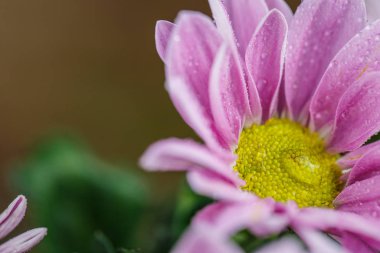 Güzel pembe kasımpatılar yağmur yağdıktan sonra çiğ damlalarıyla