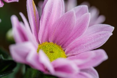 Güzel pembe kasımpatılar yağmur yağdıktan sonra çiğ damlalarıyla