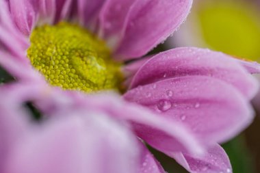 Güzel pembe kasımpatılar yağmur yağdıktan sonra çiğ damlalarıyla