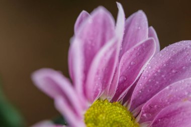 Güzel pembe kasımpatılar yağmur yağdıktan sonra çiğ damlalarıyla