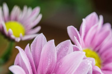 Güzel pembe kasımpatılar yağmur yağdıktan sonra çiğ damlalarıyla