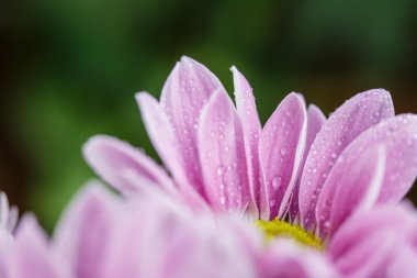 Güzel pembe kasımpatılar yağmur yağdıktan sonra çiğ damlalarıyla