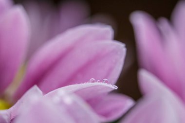 Güzel pembe kasımpatılar yağmur yağdıktan sonra çiğ damlalarıyla