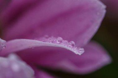 Güzel pembe kasımpatılar yağmur yağdıktan sonra çiğ damlalarıyla