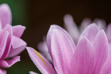 Güzel pembe kasımpatılar yağmur yağdıktan sonra çiğ damlalarıyla