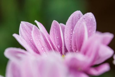 Güzel pembe kasımpatılar yağmur yağdıktan sonra çiğ damlalarıyla
