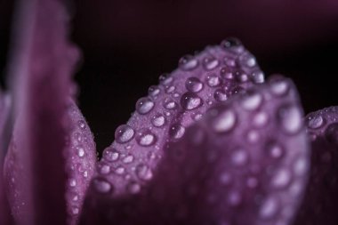 Güzel pembe kasımpatılar yağmur yağdıktan sonra çiğ damlalarıyla