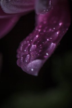 Güzel pembe kasımpatılar yağmur yağdıktan sonra çiğ damlalarıyla