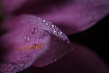 Güzel pembe kasımpatılar yağmur yağdıktan sonra çiğ damlalarıyla