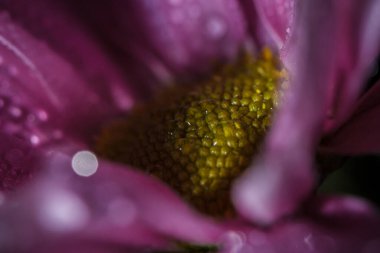 Güzel pembe kasımpatılar yağmur yağdıktan sonra çiğ damlalarıyla