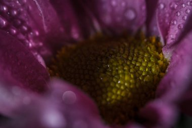 Güzel pembe kasımpatılar yağmur yağdıktan sonra çiğ damlalarıyla