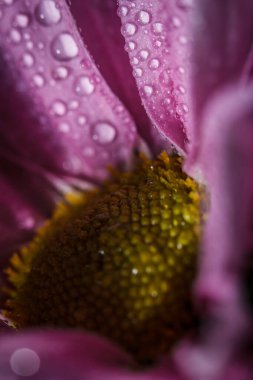 Güzel pembe kasımpatılar yağmur yağdıktan sonra çiğ damlalarıyla