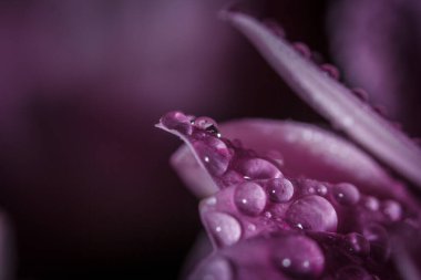 Güzel pembe kasımpatılar yağmur yağdıktan sonra çiğ damlalarıyla