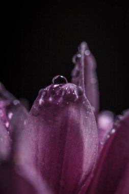 Güzel pembe kasımpatılar yağmur yağdıktan sonra çiğ damlalarıyla