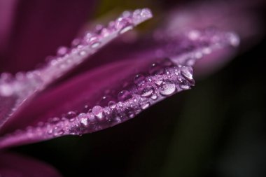 Güzel pembe kasımpatılar yağmur yağdıktan sonra çiğ damlalarıyla